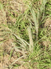 Plantago patagonica