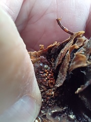 Pucciniastrum areolatum