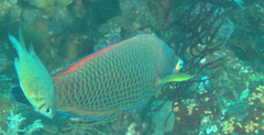 Pseudodax moluccanus