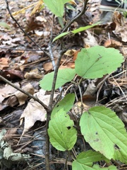 Viburnum rafinesqueanum