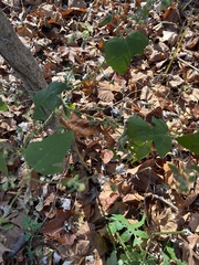 Polymnia canadensis