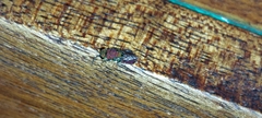 Chrysidoidea