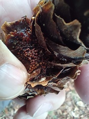 Pucciniastrum areolatum