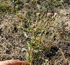 Erigeron acris podolicus