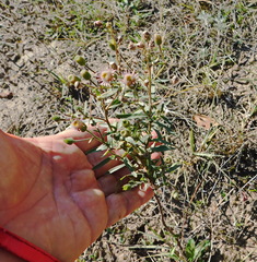 Erigeron acris podolicus