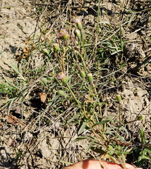Erigeron acris podolicus