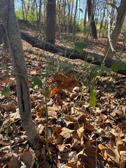 Polymnia canadensis