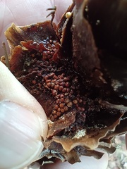 Pucciniastrum areolatum