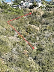 Cortaderia selloana