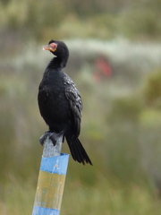 Microcarbo africanus