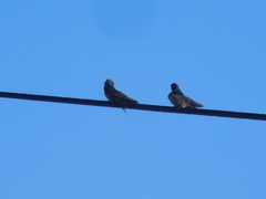 Pygochelidon cyanoleuca