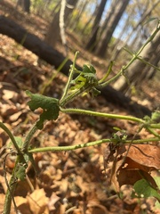 Polymnia canadensis