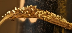 Didymium squamulosum