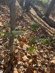 Polymnia canadensis
