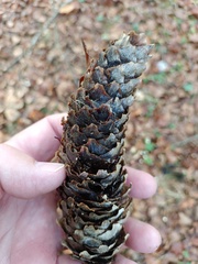 Pucciniastrum areolatum