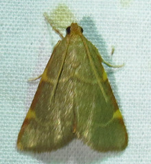 Hypsopygia binodulalis