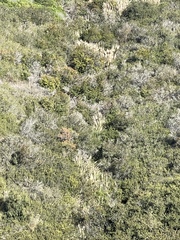Cortaderia selloana