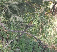 Spinus barbatus
