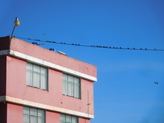 Pygochelidon cyanoleuca