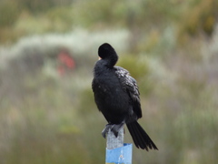 Microcarbo africanus