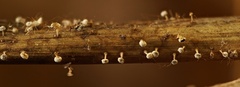 Didymium squamulosum