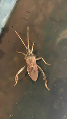 Leptoglossus corculus