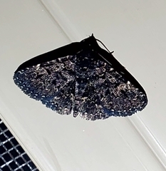 Metalectra diabolica