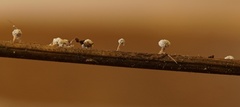 Didymium squamulosum