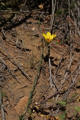 Linum macraei