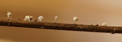 Didymium squamulosum