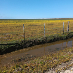 Cotula coronopifolia