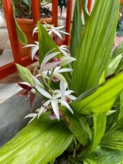 Phaius
