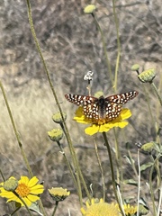Euphydryas chalcedona hennei