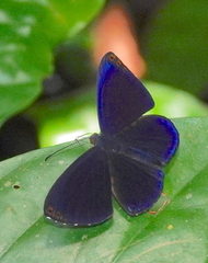 Metacharis regalis