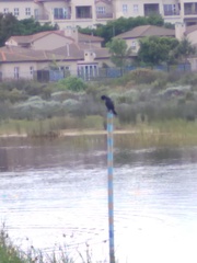 Microcarbo africanus