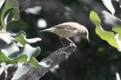 Phylloscopus collybita