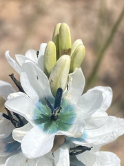Ixia longistylis