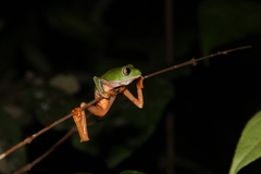 Callimedusa tomopterna