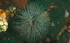 Sabellidae