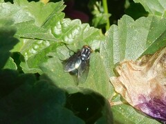 Sarconesiopsis magellanica