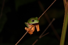 Callimedusa tomopterna