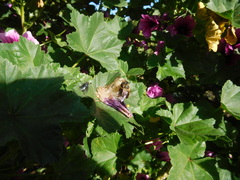 Sarconesiopsis magellanica