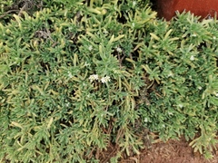 Heliotropium curassavicum