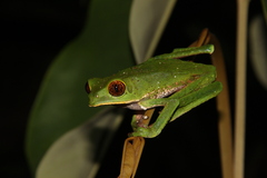 Phyllomedusa tarsius