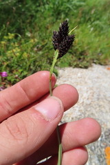 Carex atrata