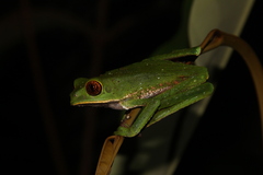 Phyllomedusa tarsius