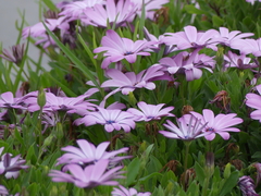 Dimorphotheca ecklonis