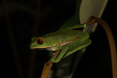 Phyllomedusa tarsius