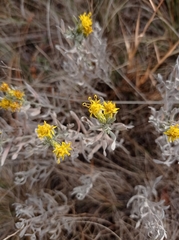Galatella villosa