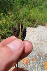 Carex atrata